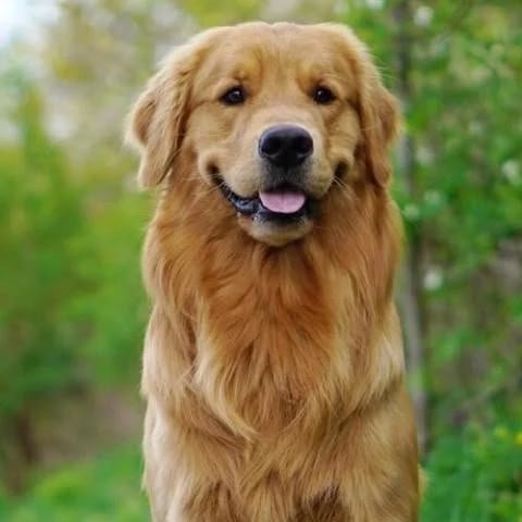 Golden Retriever angle 2